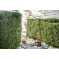 1.5 cu-in 1.2 bhp 145 Degrees Head Hedge Trimmer | STIHL94K145