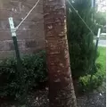 T-POST 5 FOOT STEEL .95 GREEN | TRETP5695G