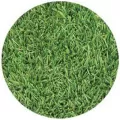 SOD 90/10 Tall Fescue | DB/TALL.FESCUE