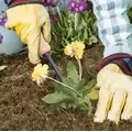 Tempered Steel Hand Weeder | 2447000