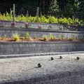 BELGARD MELVILLE TANDEM WALL RIO 1 LAYER 11.68 SF/ 1 PALLET 70.1 SF- 6 LAYERS -- RIO 7" X (13",15",18")