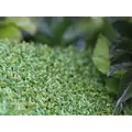 GST PUTT-46 BICOLOR COLOR LIGHT BI-COLOR GREEN 15' X 100' 1/2"