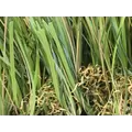 GST Super Natural 80 80 oz/yd2 Synthetic Turf, 80 oz/yd (H) 2 2" x (W) 15' | GSYSUPERNATURAL80