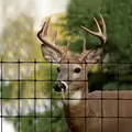 DEER FENCE, 7.5' X 100', C-Flex Plastic Mesh | CN100