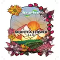 Bountea Flower, 5 gal
