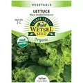 Organic Black Seed Simpson Lettuce - 2 Gram