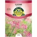 CLEOME, ROSE QUEEN SPIDER PLANT 280 MG