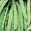 Beans, Roma II - 1/2lb