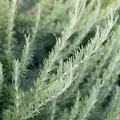Rosemary 1 oz