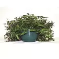 BLD 8" Green Hanging Basket W/Saucer & Wire Hanger 50/cs