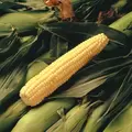 CORN, EARLY SUNGLOW - 1LB EACH