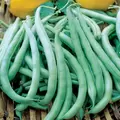 Beans, Tenderette Bush - 25lb