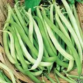 Beans, Topcrop Bush - 1lb