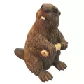 MCarr Beaver Medium