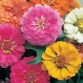 Zinnia, Thumbelina oz