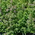 Creeping Thyme 1/4 oz