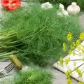 Dill, Fernleaf 1/2 oz