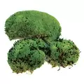 SuperMoss 200cu Bag Preserved Royal Pool Moss