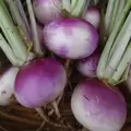 Turnips, Purple Top White Globe - 4oz