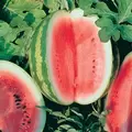 WATERMELON CRIMSON SWEET 1/2LB EACH