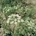 ANISE 1