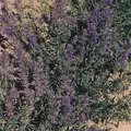 Hyssop 1 oz