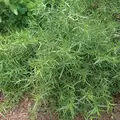 TARRAGON 1/16 OZ.
