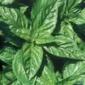 Basil, Lemon 1/2 oz