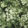 Cumin 1/2 oz