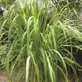 Lemon Grass 1/2 oz