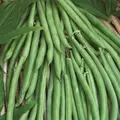 Beans, Contender Bush - 1lb