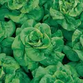 LETTUCE, BUTTERCRUNCH-1/2 OZ EACH