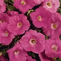 PETUNIA, PINK SUPERCASCADE 1000/PKT