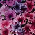 PETUNIA, DADDY MIX 1000/PKT