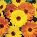 CALENDULA PACIFIC BEAUTY-1/2OZ EACH
