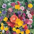 Wildflowers Of North America oz