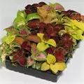 COLEUS, WIZARD MIX 1000/PKT