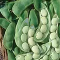 Limas, Cangreen/ Thorgreen - 50lb