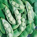 Limas, Fordhook 242 Treated - 50lb