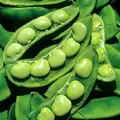 Limas, King Of Garden Pole - 1/2lb