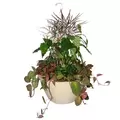 Bld 12.00 SL Hanging Basket W/MOCHA 19" FLEX HGR MOCHA 25/CS