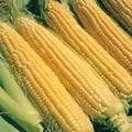 CORN, ILLINI XTRA SWEET 1/2