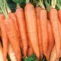 Carrot, Danver Half Long - 1/2oz