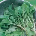 Turnips, Seven Top - 1lb