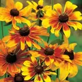 DAISY, GLORIOSA SGL. 1/16 OZ. EACH