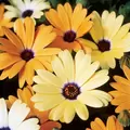 AFRICAN DAISY AURAN. MIX 1/8 EACH