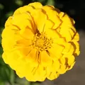 ZINNIA, CANARY BIRD 1/4 OZ. EACH