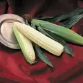 Corn, Silver Queen - 50lb