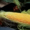 CORN, INCREDIBLE - 1LB EACH