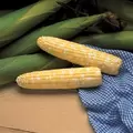 Corn, Serendipity - 1lb